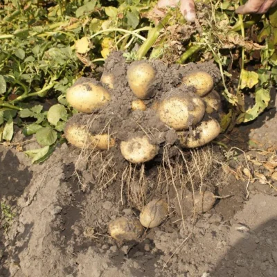 Картофель