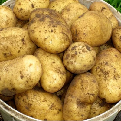 Картофель