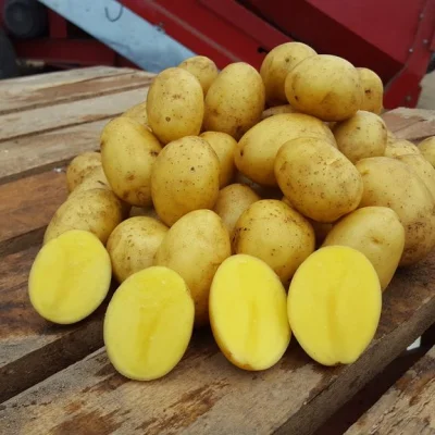Картофель