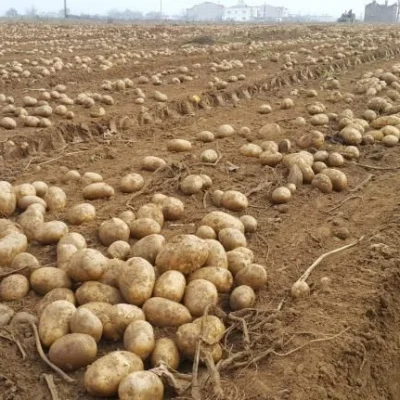 Картофель