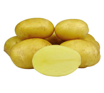 картофель сорт Джелли